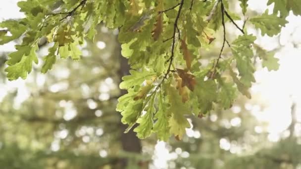 Background of autumn leaves in the park — Stock Video