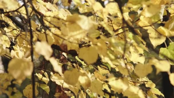 Pozadí podzimní listí v parku — Stock video