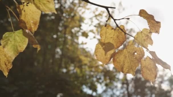 Фон осенних листьев в парке — стоковое видео
