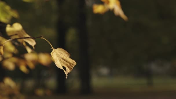 Fondo de las hojas de otoño en el parque — Vídeos de Stock