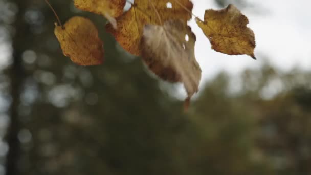 秋天的落叶，在公园里的背景 — 图库视频影像