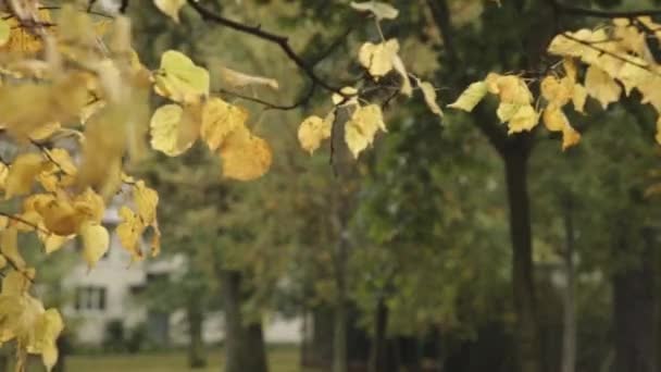 fond de feuilles d'automne dans le parc 