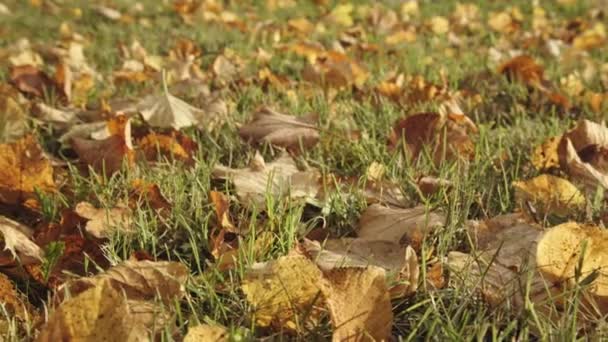 Sfondo di foglie autunnali nel parco — Video Stock