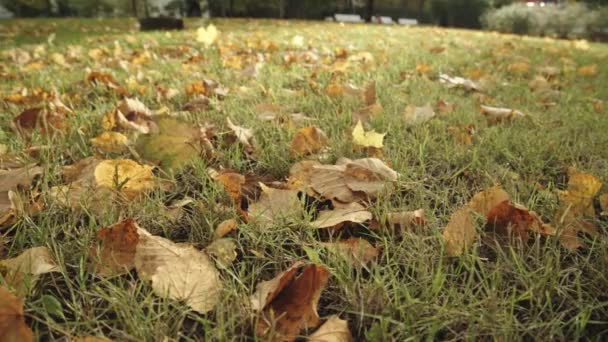 Hintergrund der Herbstblätter im Park — Stockvideo