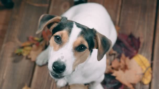 Jack Russell ladrando y mirando a la cámara — Vídeos de Stock