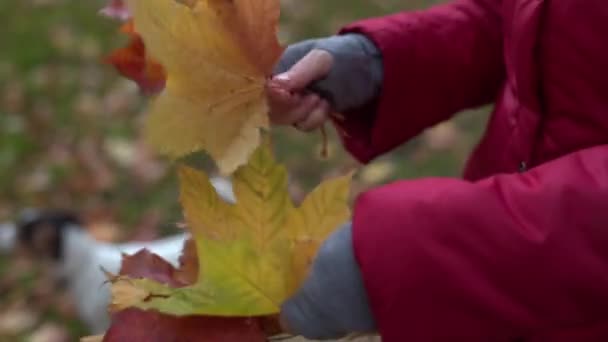 Γυναίκα που κάνει ένα στεφάνι από φύλλα σφενδάμου — Αρχείο Βίντεο