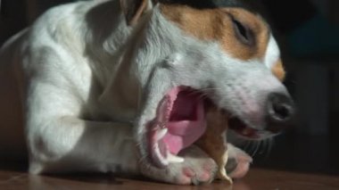 Jack Russell Terrier sopa, nibbles yatıyor