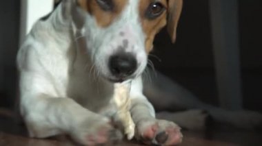 Jack Russell Terrier sopa, nibbles yatıyor