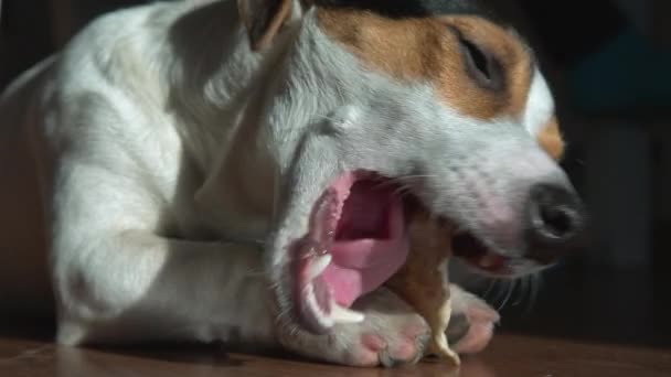 Jack Russell Terrier encontra-se mordisca na vara — Vídeo de Stock