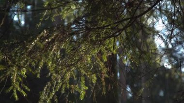 Hareketli yeşil çam dalı