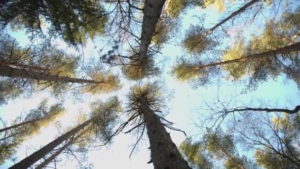Troncos de pinos altos — Vídeos de Stock
