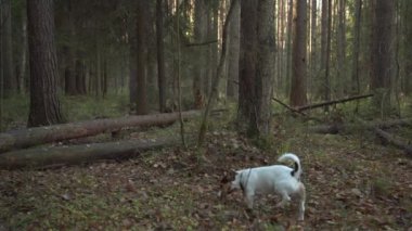 Ormandaki sopayla oynayan köpek