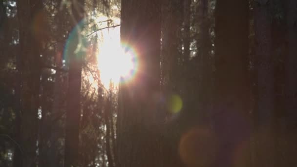 Zonnestralen breken door de bomen — Stockvideo