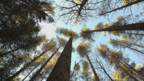 Troncos de pinheiros altos — Vídeo de Stock