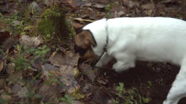 Kleine leuke familie huisdier hond graven — Stockvideo