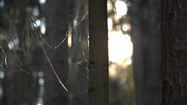 Солнечные лучи прорываются сквозь деревья — стоковое видео