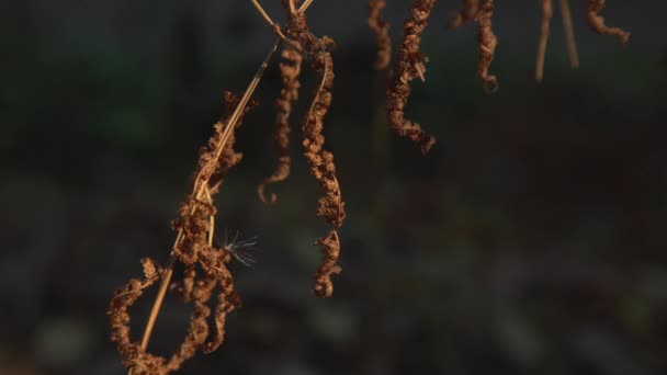 Vue du roseau naturel coloré — Video