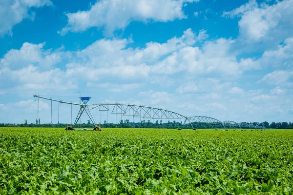 Beet field watering machine — Stock Photo, Image