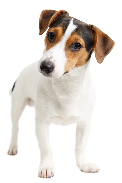 Jack Russell Terrier beyaz arka plan