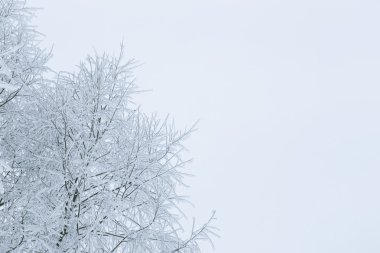 Karda ağaç dalları