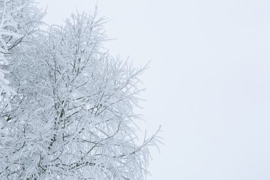 Karda ağaç dalları