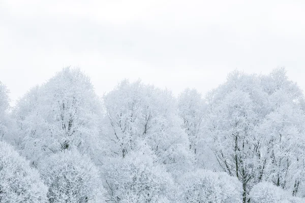 Tree branches in the snow — Stock Photo, Image