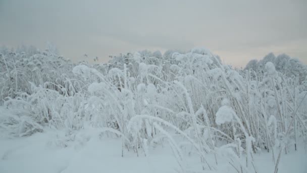 Ветка покрытая снегом . — стоковое видео