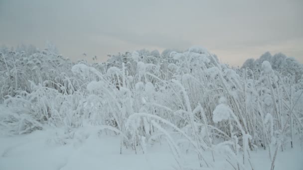 Ramo coperto di neve . — Video Stock