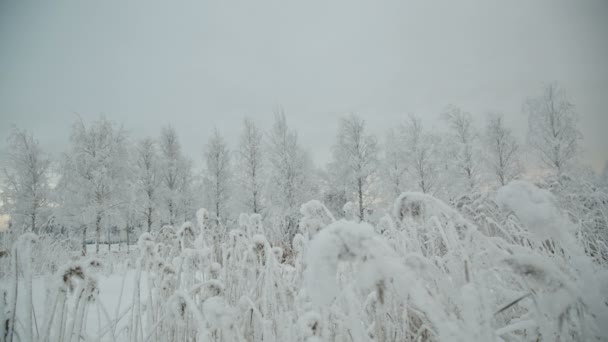 Rama cubierta de nieve . — Vídeos de Stock