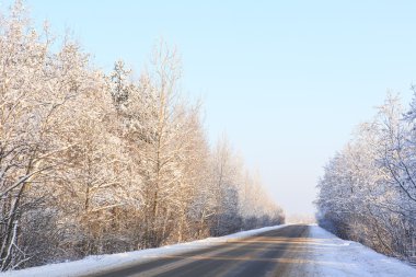 Kış yol boyunca karlı ormanlar