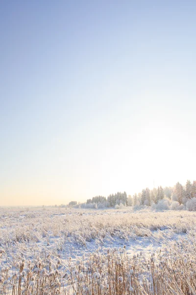 Frosted trees against a blue sky — Stock Photo, Image