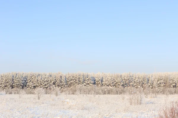 Frosted trees against a blue sky — Stock Photo, Image
