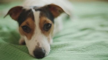 Kameraya bakarak Jack Russell Terrier köpek