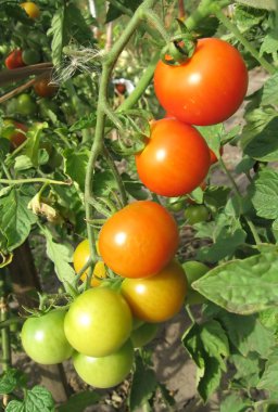 Şube (grup) domates ile