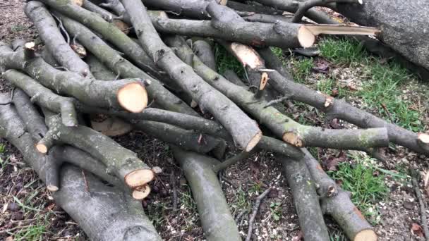 木が伐採された後の枝 原木のスタック 落ちた後の栗の木 — ストック動画