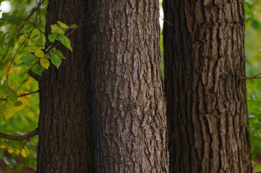 Yakın planda yaprak döken bir ağaç. Doğal gün ışığında ağaç kabuğu ve yosun yapısı.