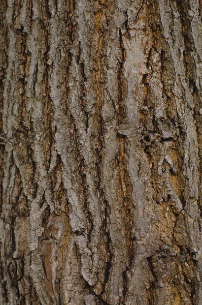 A deciduous tree in close-up. Bark and moss structure in natural daylight.