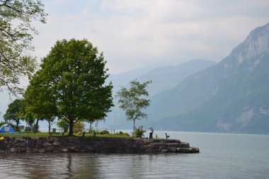 İsviçre dağlarındaki göl kenarındaki birkaç yeşil ağaç.