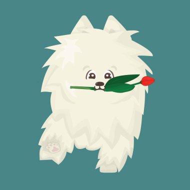 Beyaz pofuduk şirin çizgi film. Mavi arka plandaki mutlu izole vektör düz köpek bir yere gidiyor. Hediye olarak kırmızı lale ağızda.