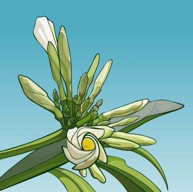 çiçek açması frangipani çiçek gökyüzüne karşı