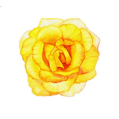 Beyaz arkaplanda tek sarı gül başlıklı suluboya