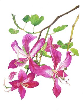 Beyaz arkaplanda çiçek açan mor orkide ağacı sapı