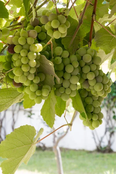 Racimo de uvas con follaje de vid . —  Fotos de Stock