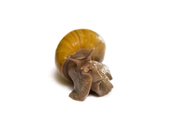 Afrikanische Riesenschnecke achatina isoliert — Stockfoto