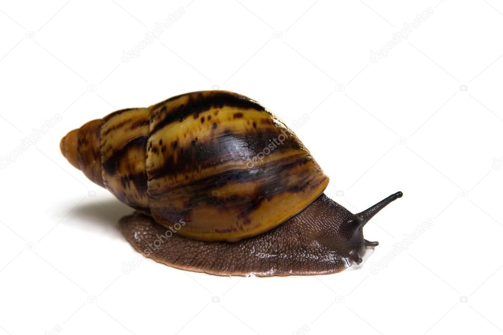 Giant african snail archachatina isolated