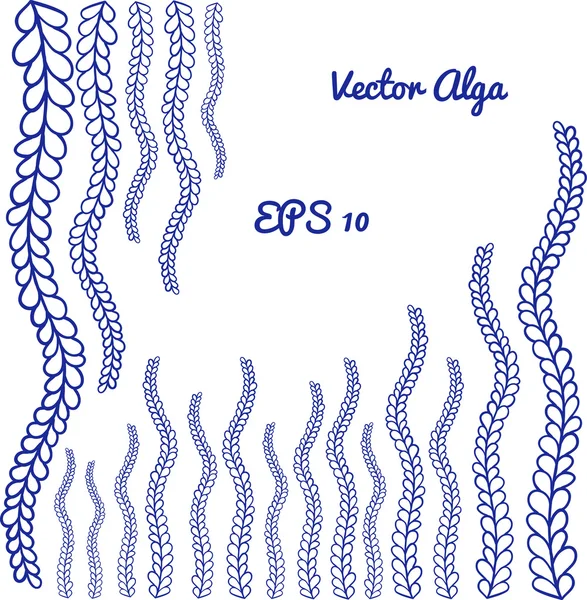 Ocean Alga isolerad på vit bakgrund. Vektor — Stock vektor