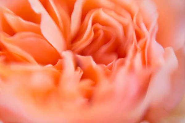 Θάμπωμα φόντου του david austin roses — Φωτογραφία Αρχείου