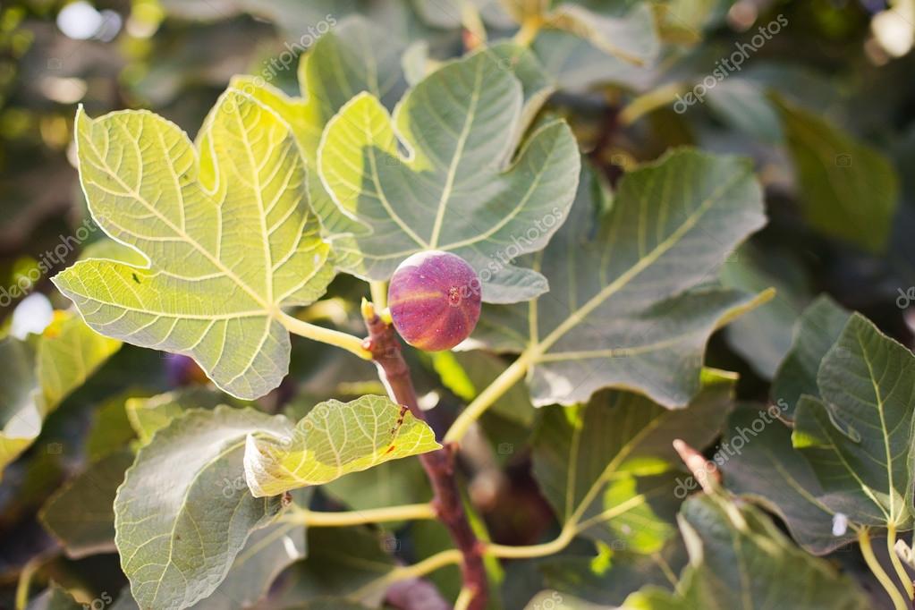 Fico sul ramo di un albero di fico — Foto Stock © Wedphoto #87926388