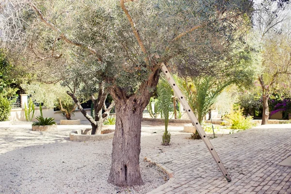 在花园里采摘橄榄, 在一棵树附近有金属楼梯。水平照片 — 图库照片