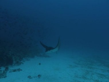 Manta ışınları sualtı